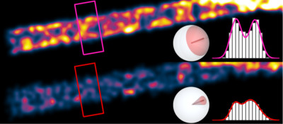 Rotational wobble of single molecules affects accuracy in super-resolution microscopy
